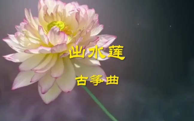 《出水莲》古筝曲哔哩哔哩bilibili