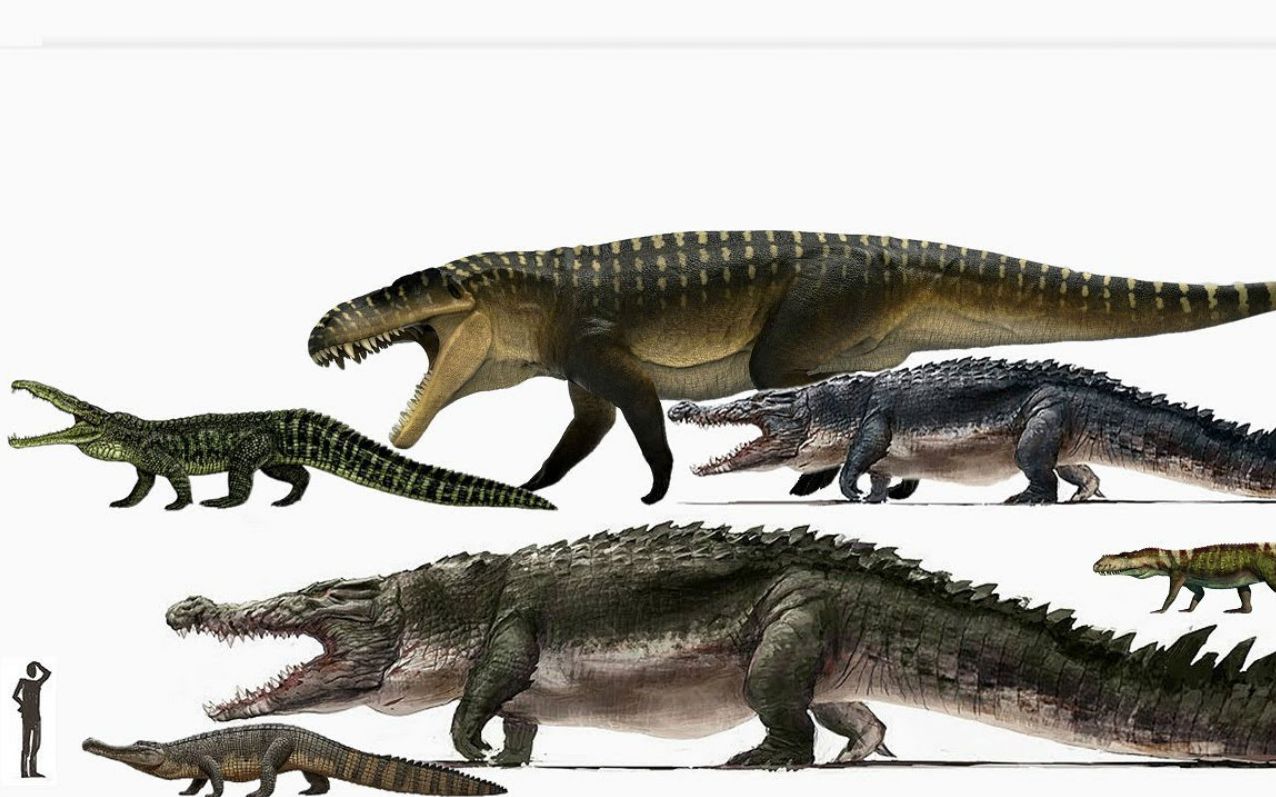 古鳄争霸,47种已灭绝的史前鳄类,体型数据和人体对比