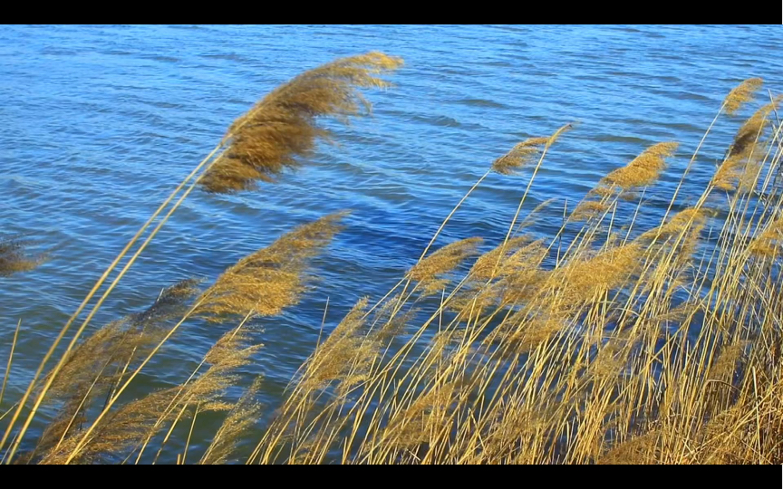 [图]芦叶满汀洲|芦苇微微，流水潺潺，静静地坐在河边消磨一下午时光。