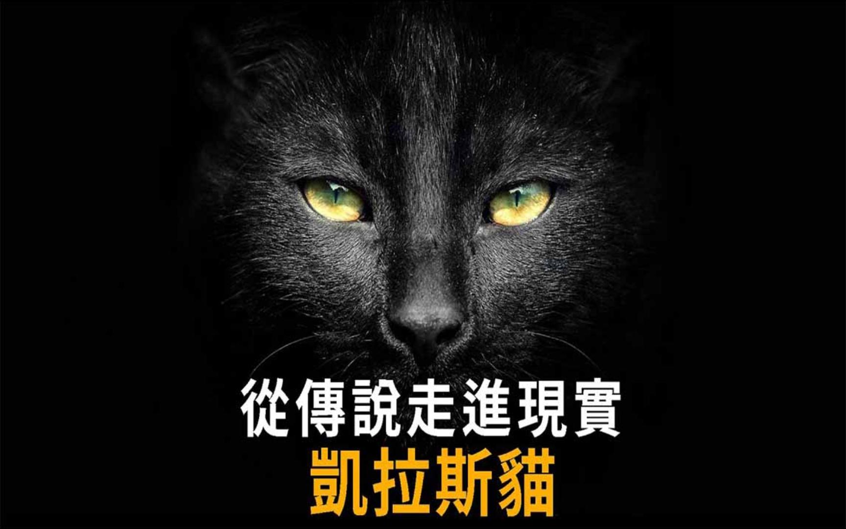 凯拉斯猫KELLAS CAT  从传说走进现实的猫,英国苏格兰地区流传百年的黑色大猫传说,1984年的惊人发现,使牠从神话中成真.|搬运哔哩哔哩bilibili