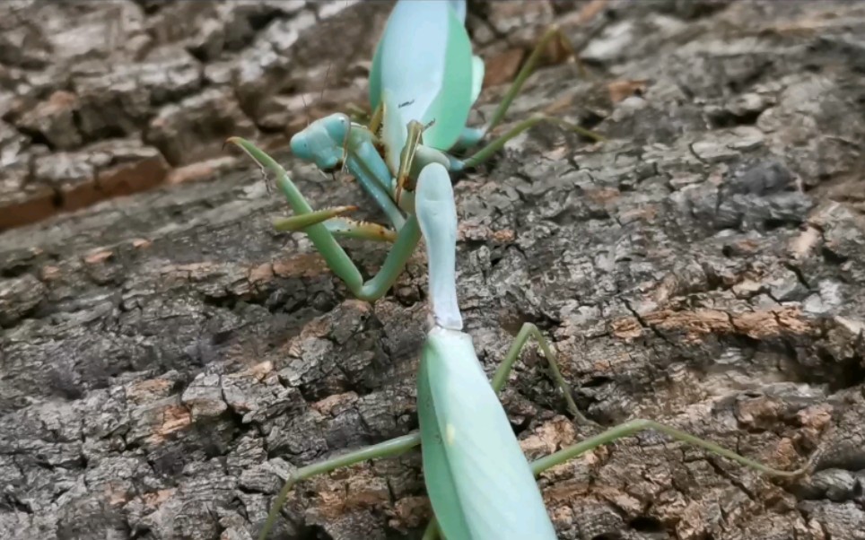 惨烈:台湾斧螳vs勐腊巨斧
