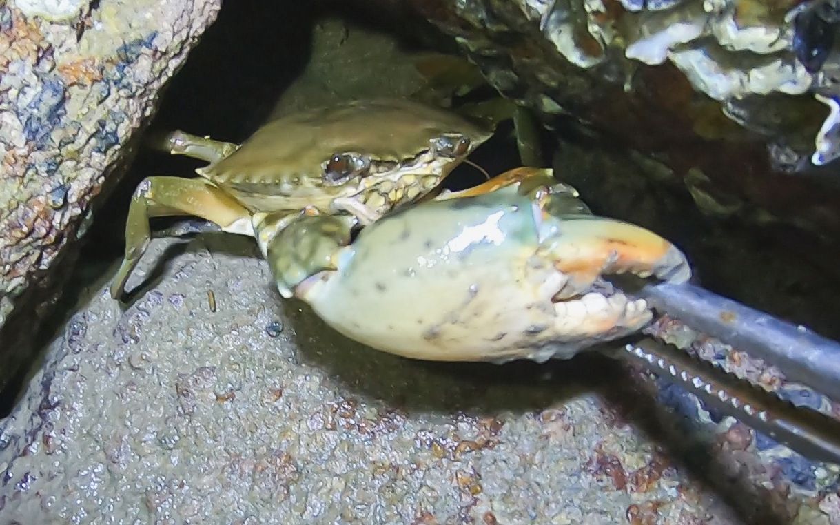 夜晚海边的大螃蟹又肥又多,来这赶海能抓一整晚,真好抓