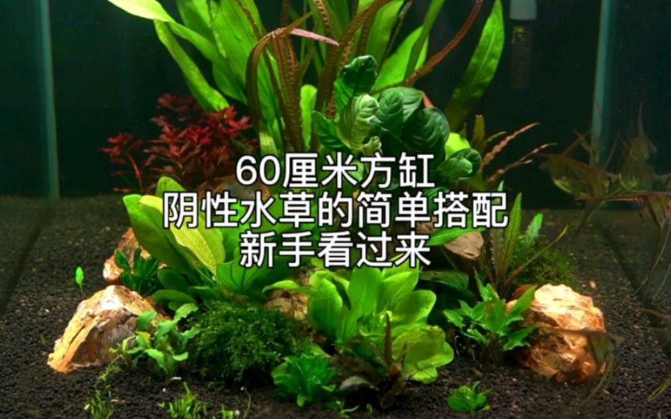 [图]60厘米方缸阴性水草的简单搭配新手看过来