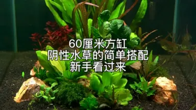 30CM陰性水草主體沉木水景開缸，附帶水草種植技巧說明|30cm waterscape production. Water grass  planting skills.