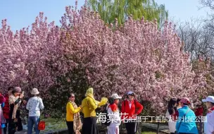 Descargar video: 黑卡RX10M4赏花：海棠花@丁香东湖&北陵公园