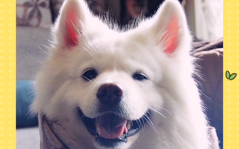 【观察动物】冬日元气满满的萨摩耶3