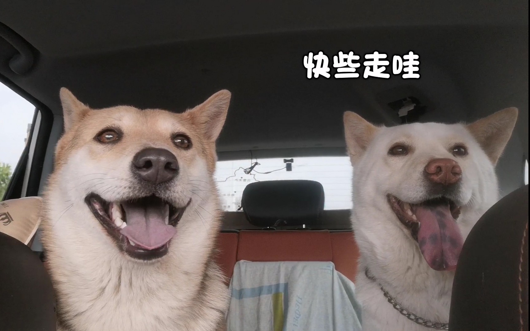 中华田园犬狗子开启自拍模式一脸笑容美翻了