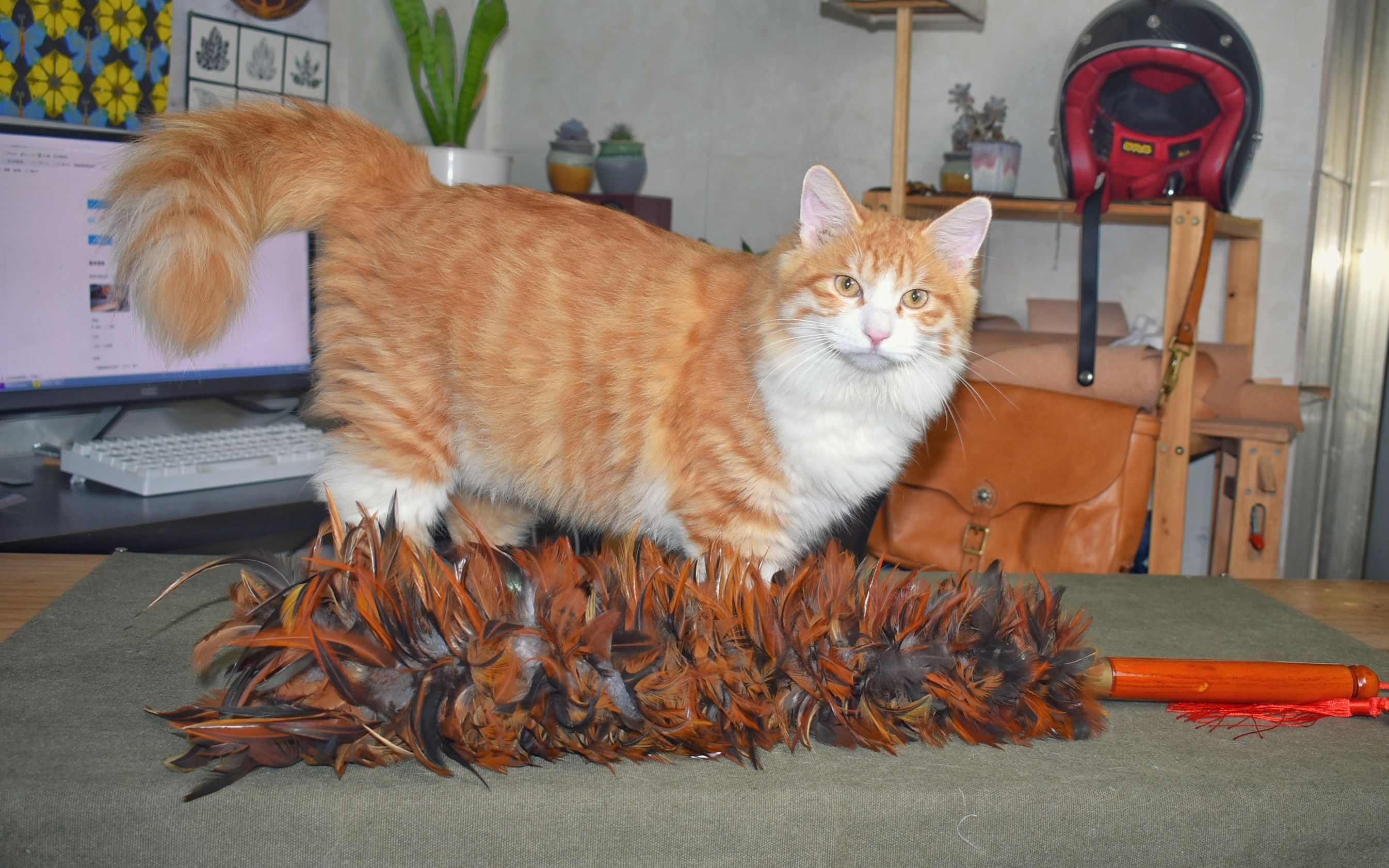 大橘猫最爱鸡毛掸子 可以玩一整天