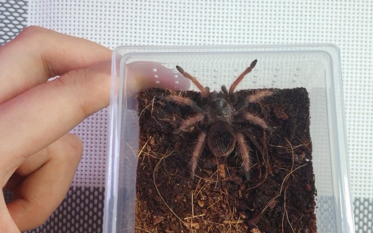 【种草墨粉】好看又不贵,要不要来只(^-^)