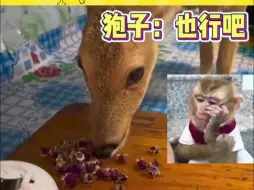 Download Video: 遇事不惊的猫喝茶卧炕的鹿会嗑瓜子的狗… _动物的迷惑行为 _情绪稳定#娱乐资讯星