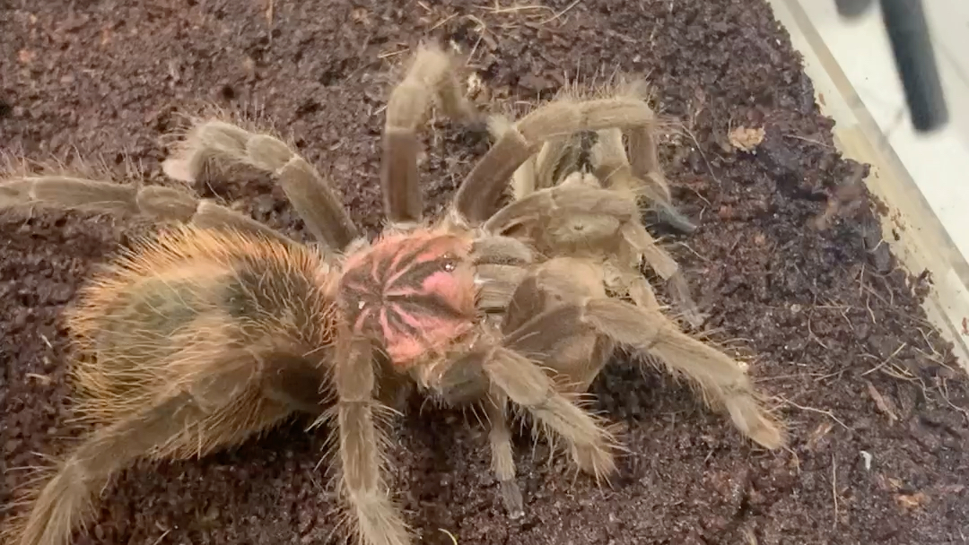 14cm亚马逊镭射蜕皮前最后一餐.