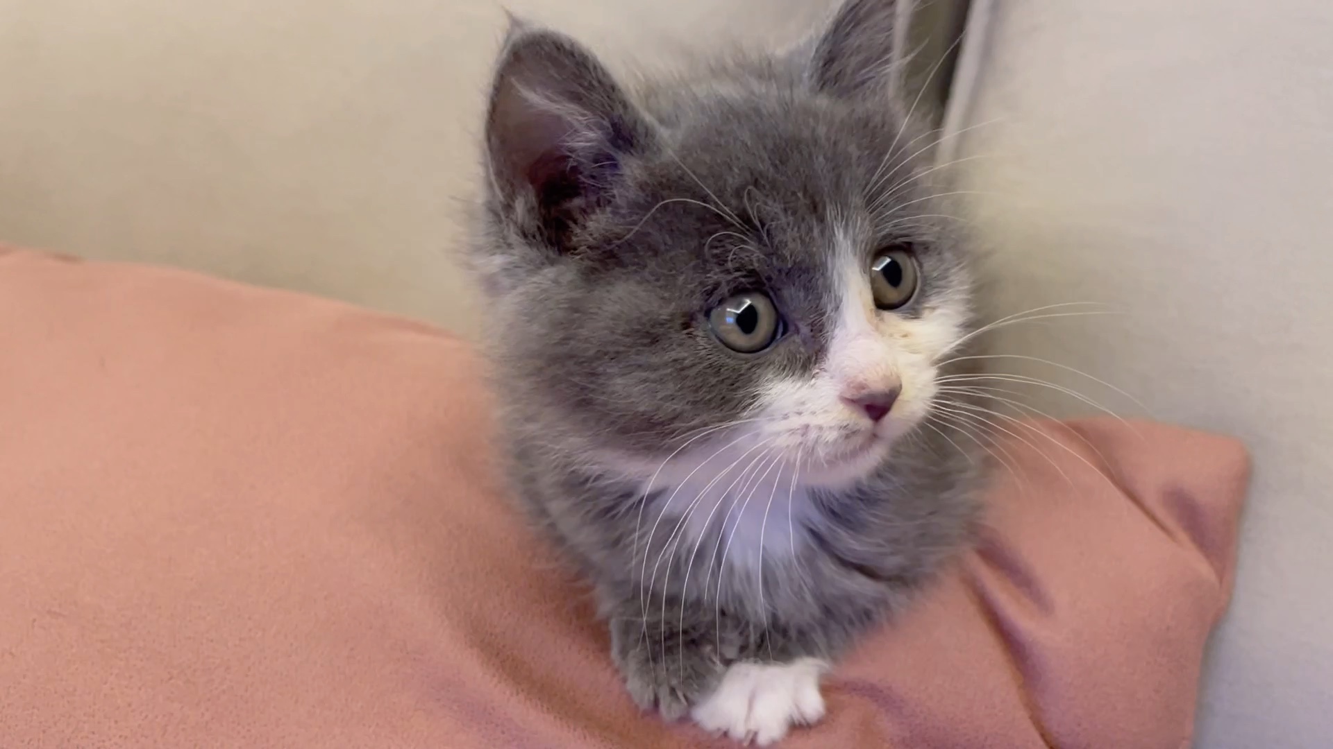 看起来是英短蓝白其实是个中华田园猫