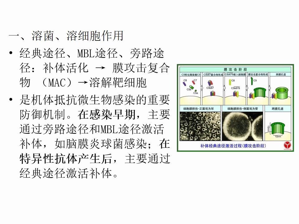 分子免疫学 第四章 补体系统哔哩哔哩bilibili