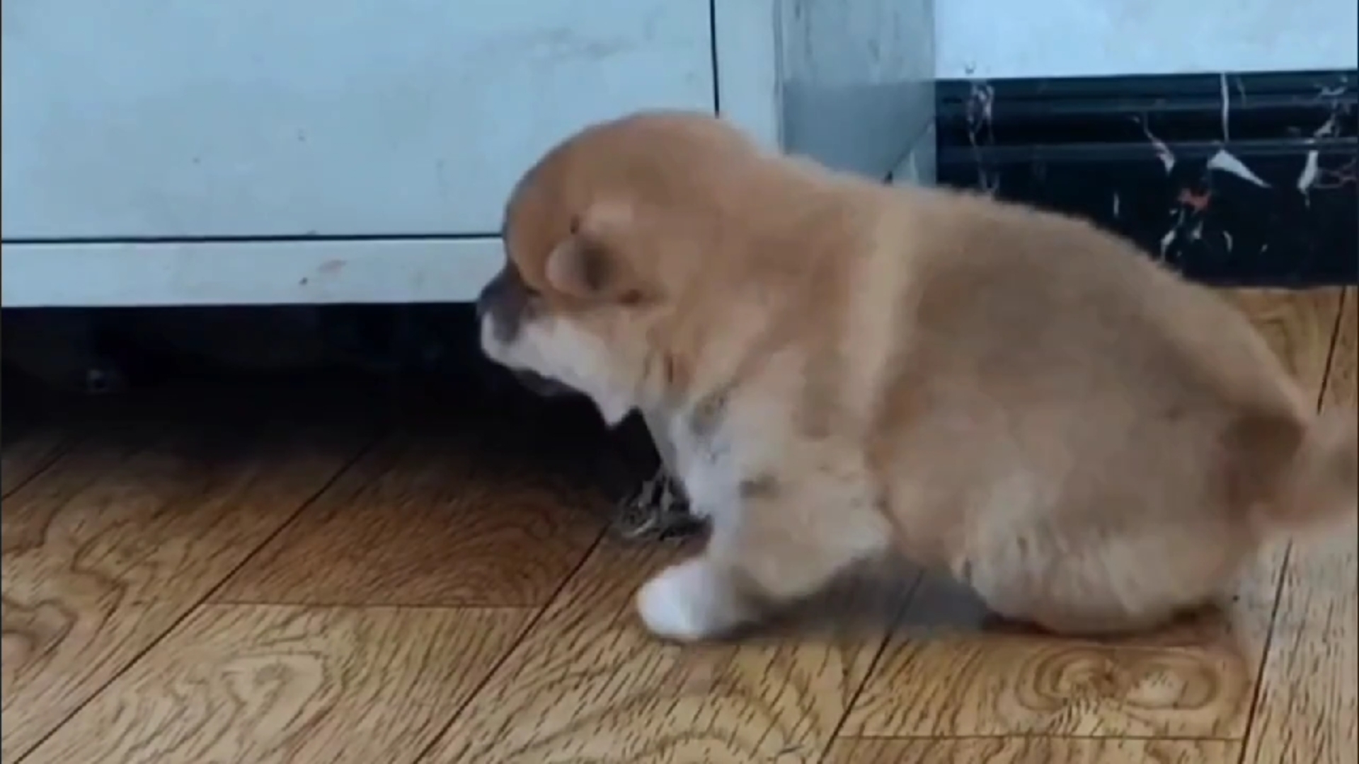 盘点全网可爱动物搞笑瞬间