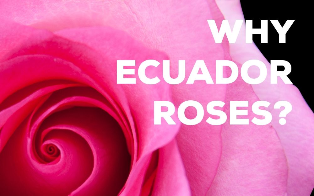 [图]【英文字幕】厄瓜多尔玫瑰是如何被出口到世界各地的呢？How Roses are Exported From Ecuador