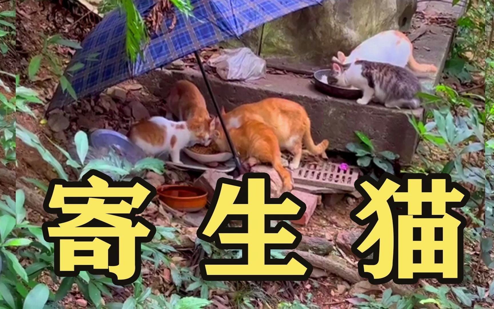 [图]广州最大弃猫地，撸猫不要钱？【动物帮】