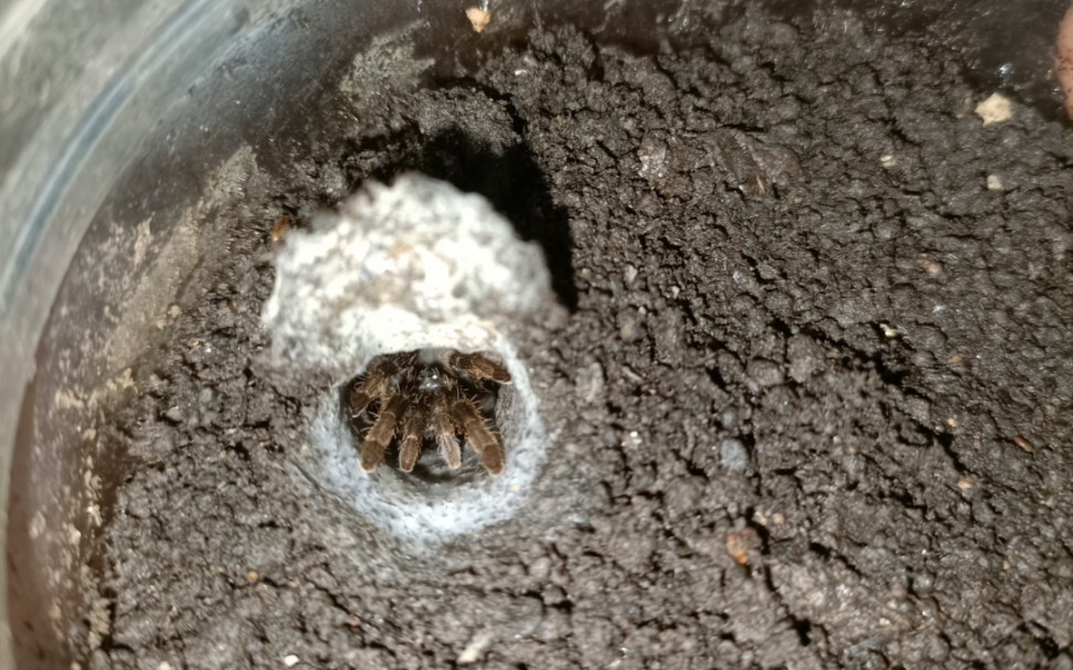 越南活门地老虎苗子和安达曼幽蓝地老虎苗子开箱