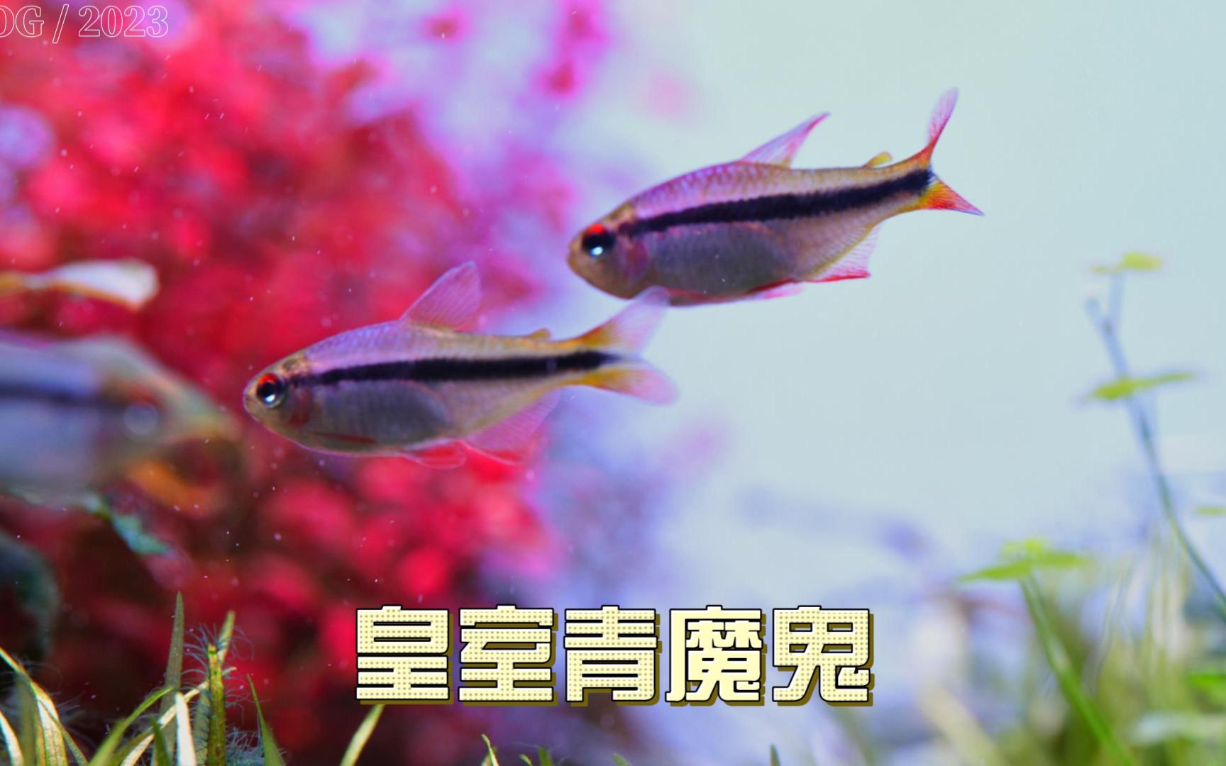 皇室青魔鬼,日本排放核污水,以后是不是养鱼都要成为奢望