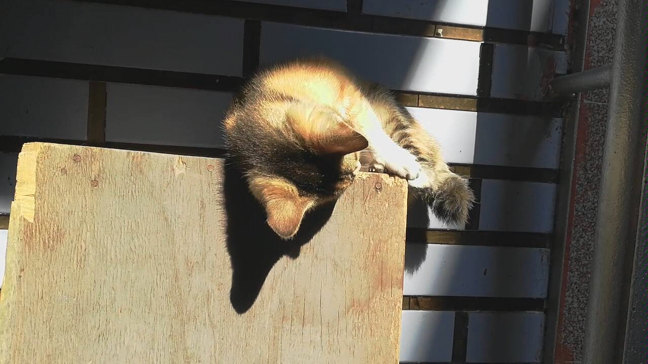 活动作品阳光下玩尾巴的四色猫27ω27