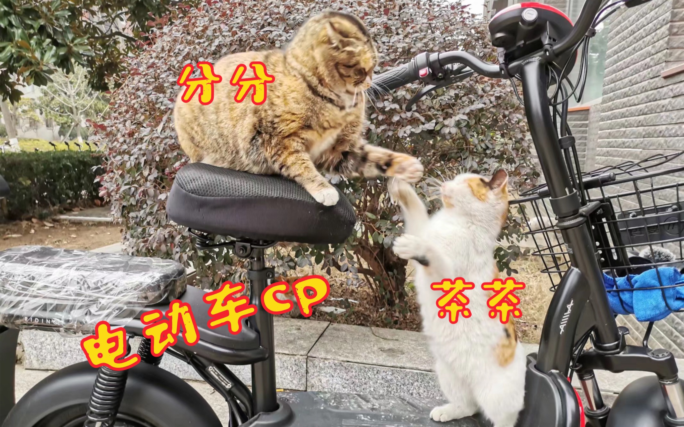 【猫猫】电动车cp在线发糖哔哩哔哩bilibili