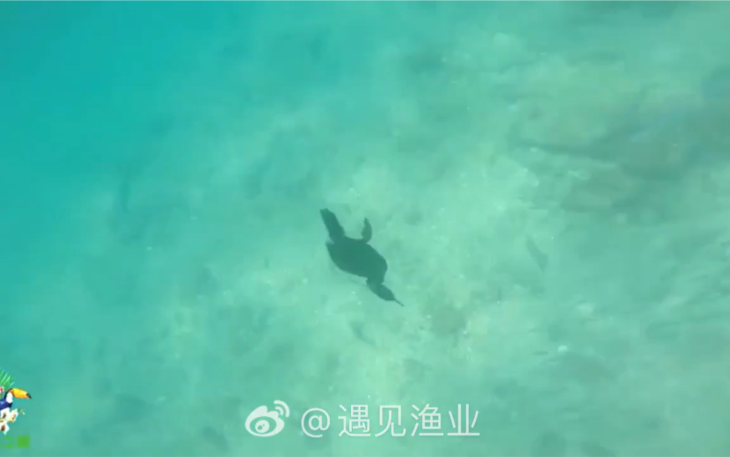 鸬鹚水下捕鱼哔哩哔哩bilibili