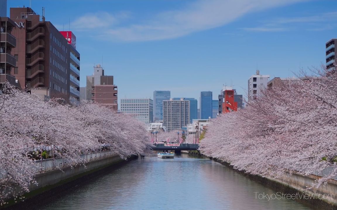【超清日本】第一视角 东京-深川河津樱 2019.4_哔哩哔哩_bilibili