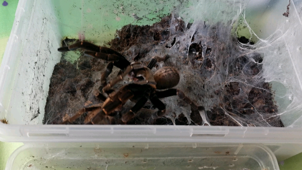 巴赫马地老虎交配