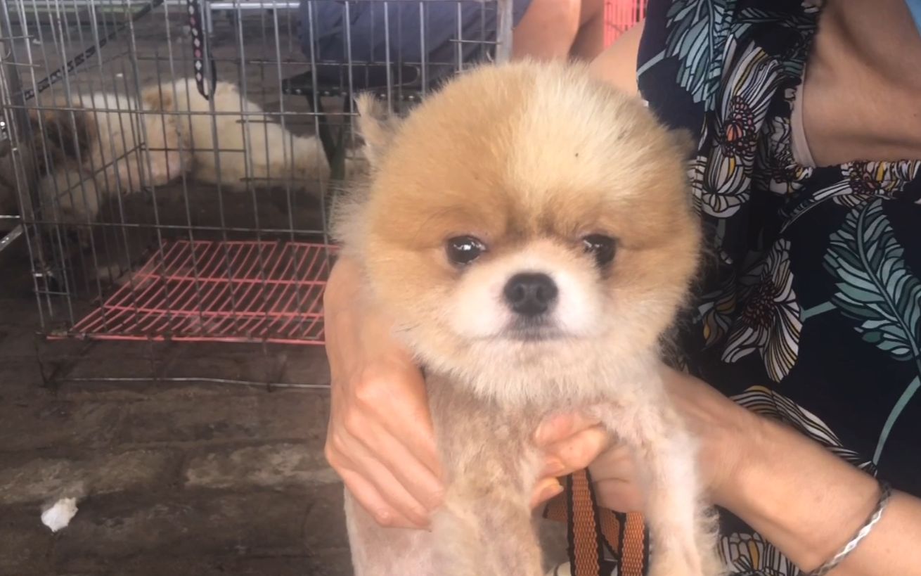 活动  小博美为何眼含泪水,满面委屈,听听它的主人是如何"狡辩"!