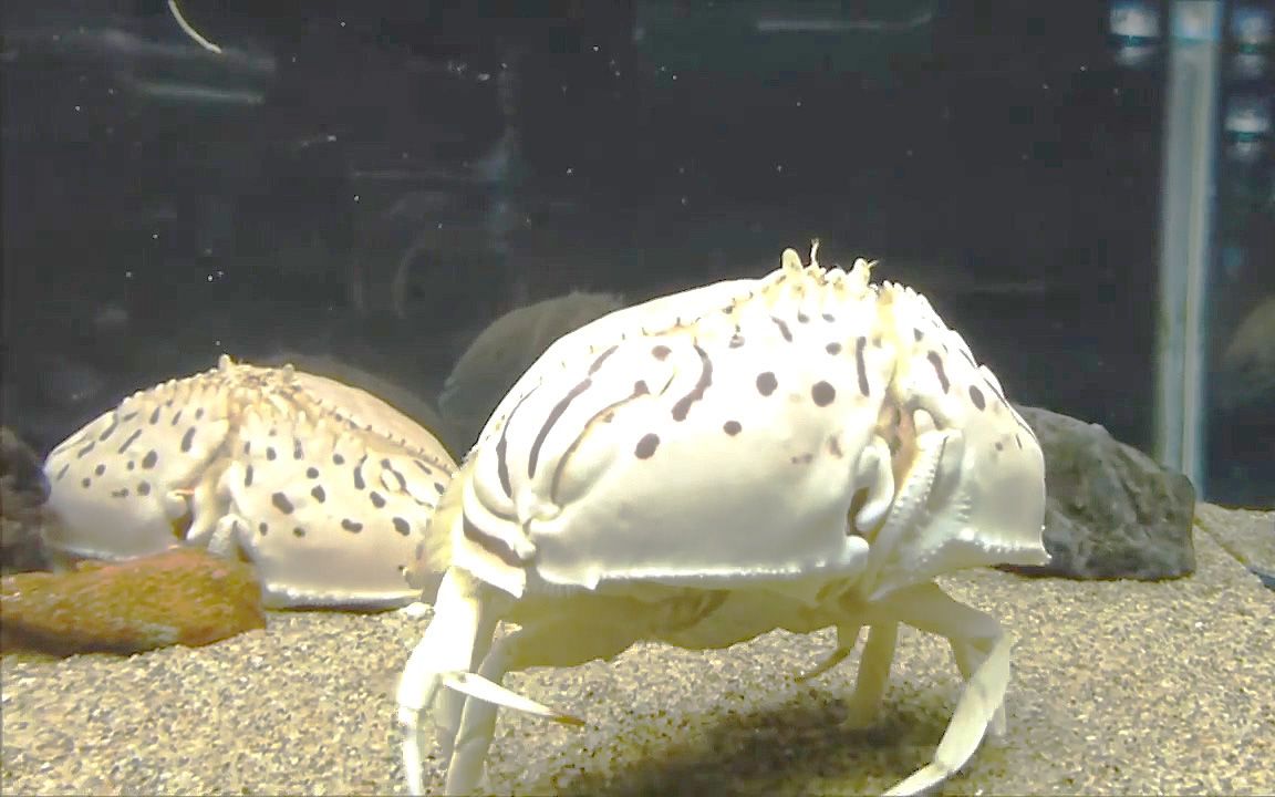这种螃蟹长得像个馒头,所以学名叫馒头蟹!