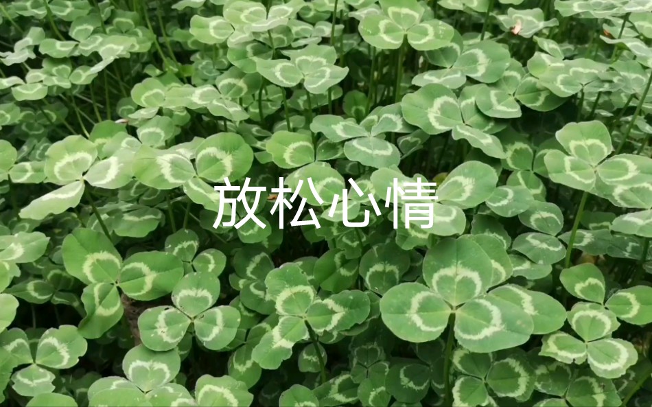 又到春花烂漫时—哔哩哔哩bilibili