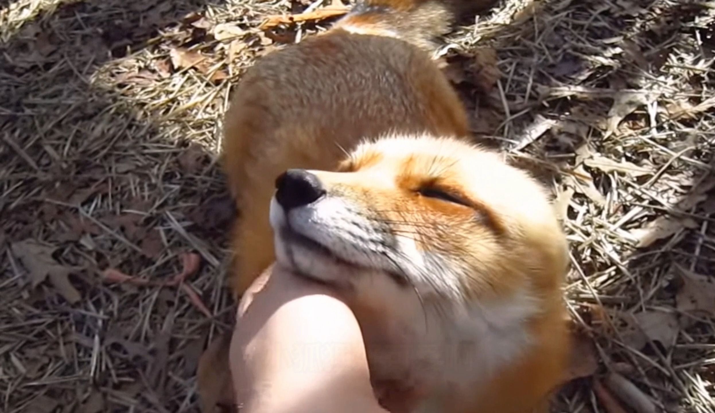 小狐狸太喜欢和主人互动了,任由主人揉捏