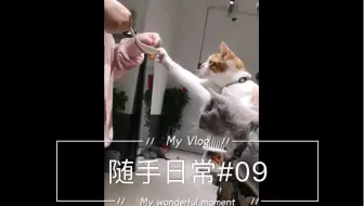 薯条二世的成功入住 01 三线仓鼠 哔哩哔哩 Bilibili