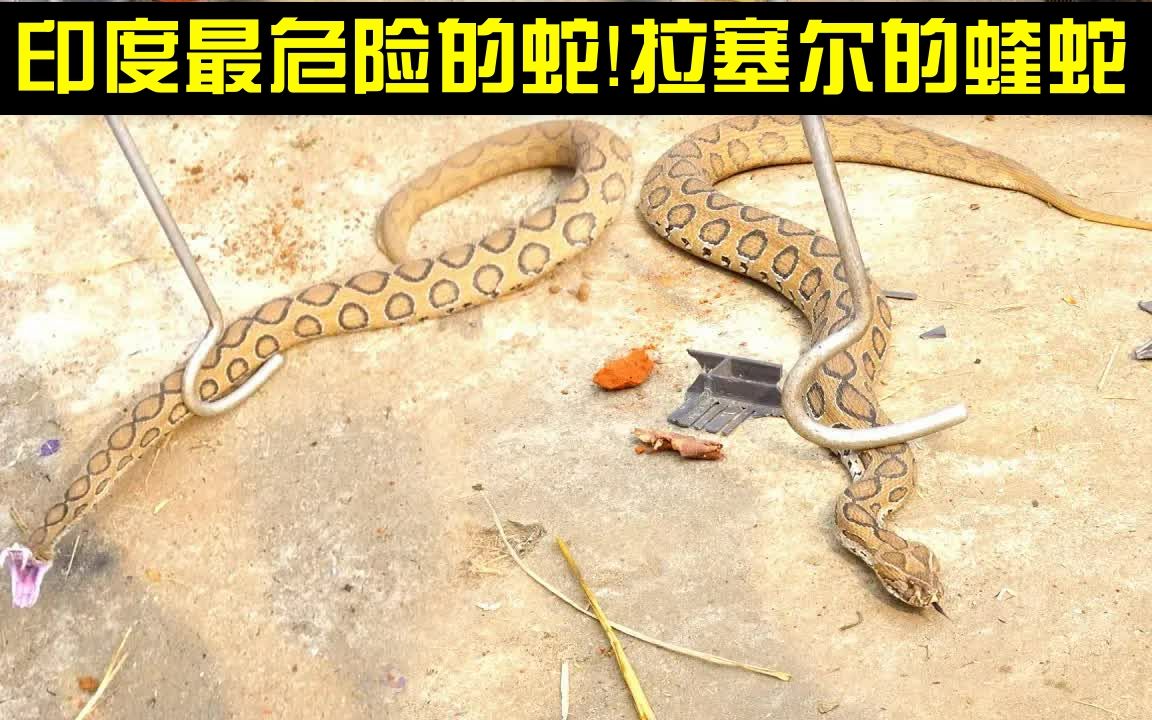 [图]营救印度最危险的毒蛇！拉塞尔蝰蛇