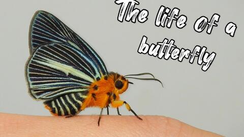 蝴蝶 碧凤蝶羽化过程十倍速 哔哩哔哩 つロ干杯 Bilibili