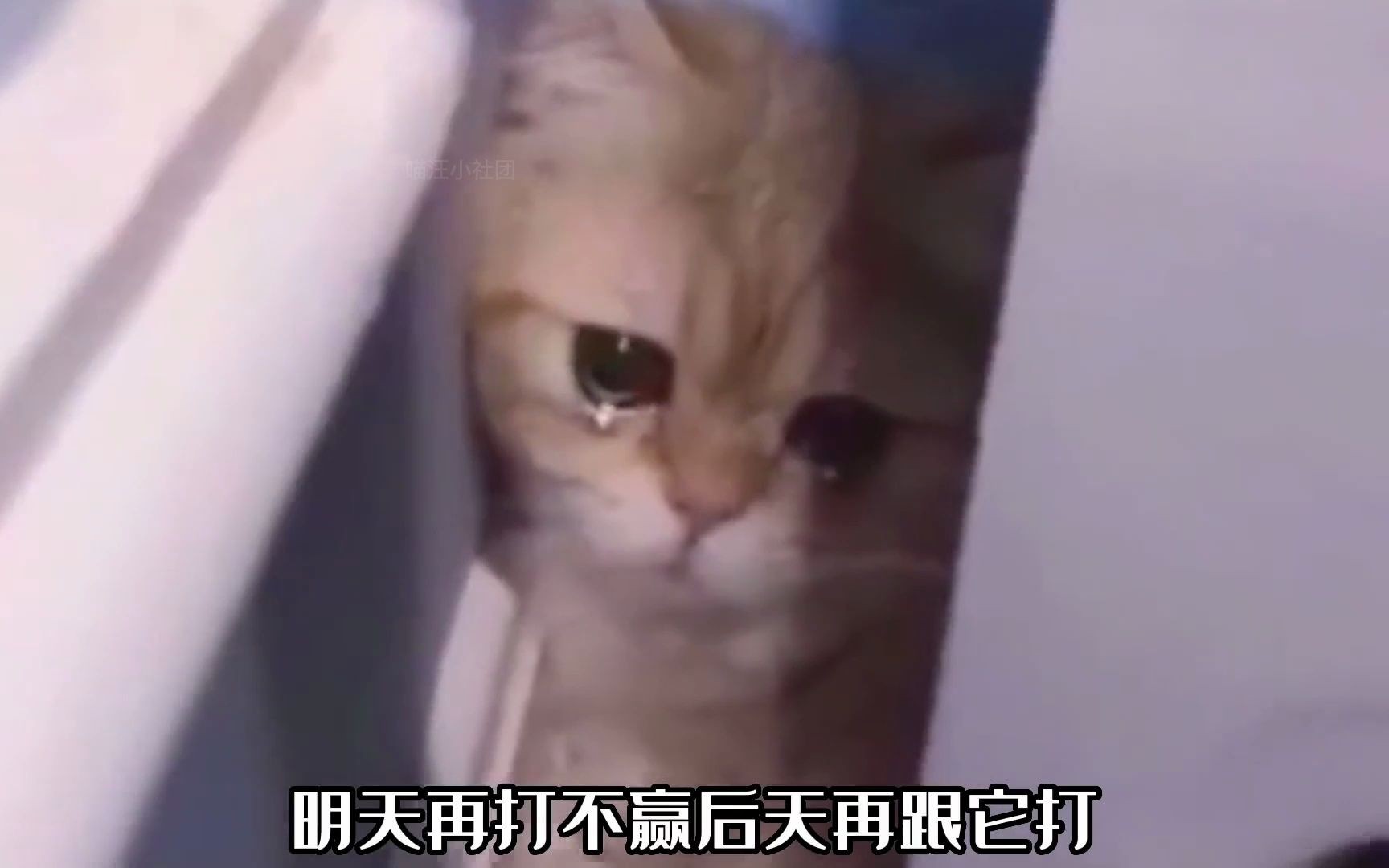 [图]猫猫崛起日记