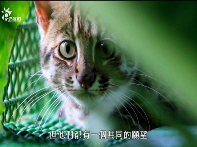 石虎豹猫图片