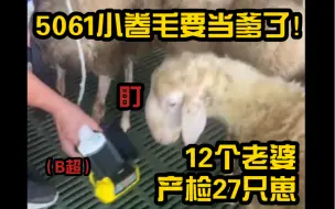 Tải video: 【十个勤天】产检啦！5061小卷毛的27只崽崽们即将到来！