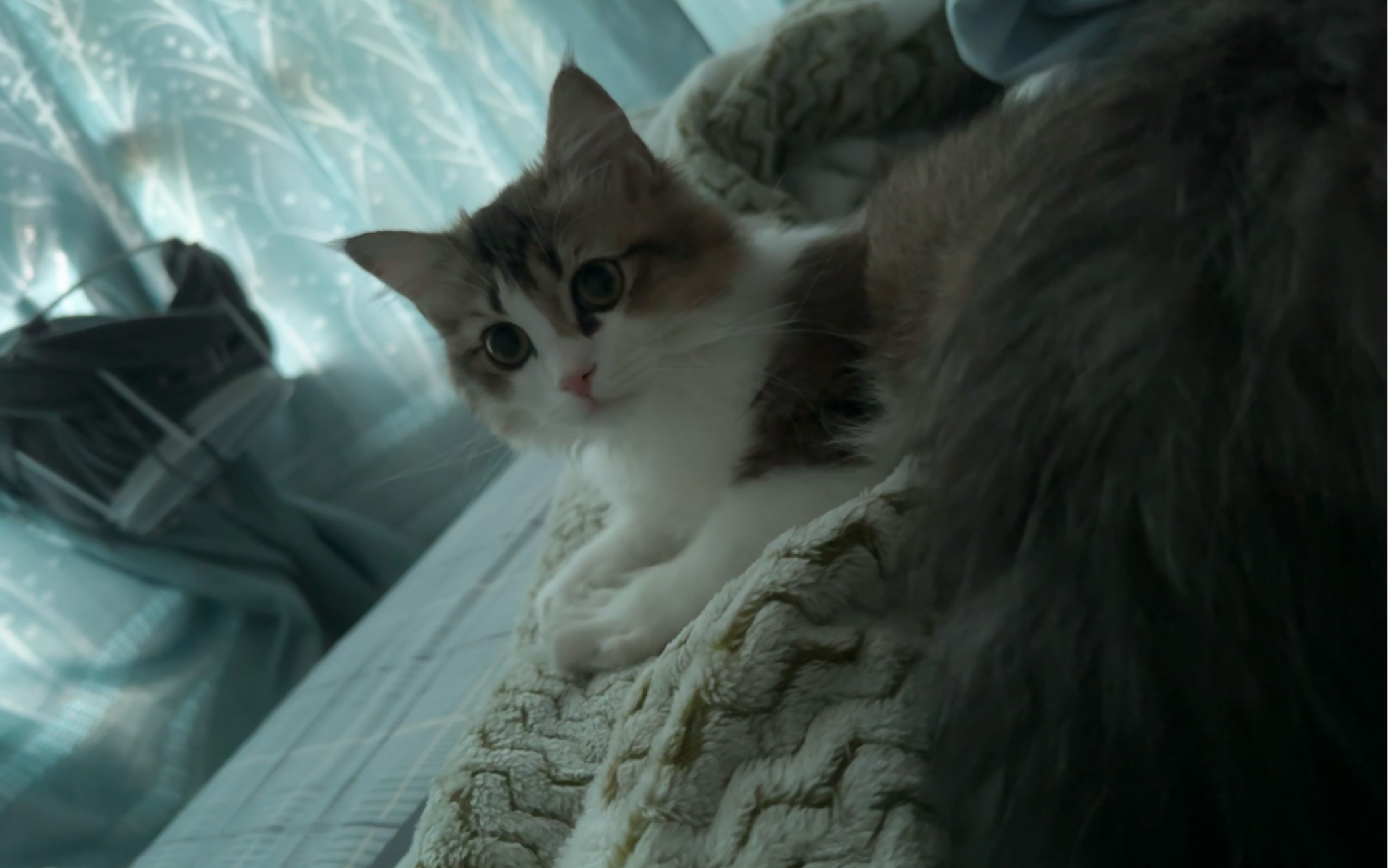 人瘾犯了(踩奶)(创人)(啃手)