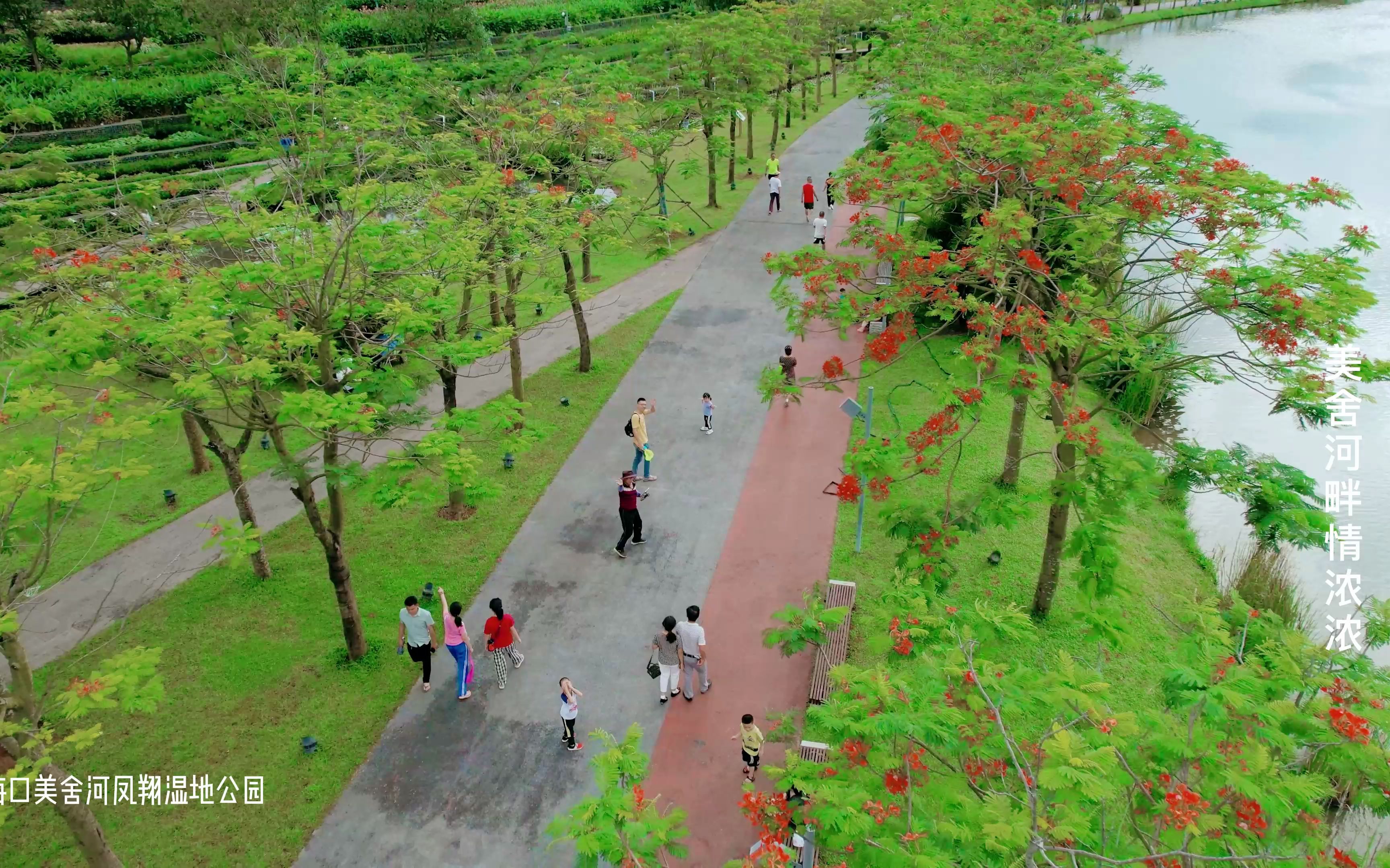 海口美舍河凤翔湿地公园18(凤凰红花美舍河畔)