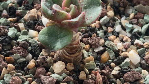 多肉植物火神Echeveria Vulcanus 园艺品种叶背有明显的龙脊线短叶尖