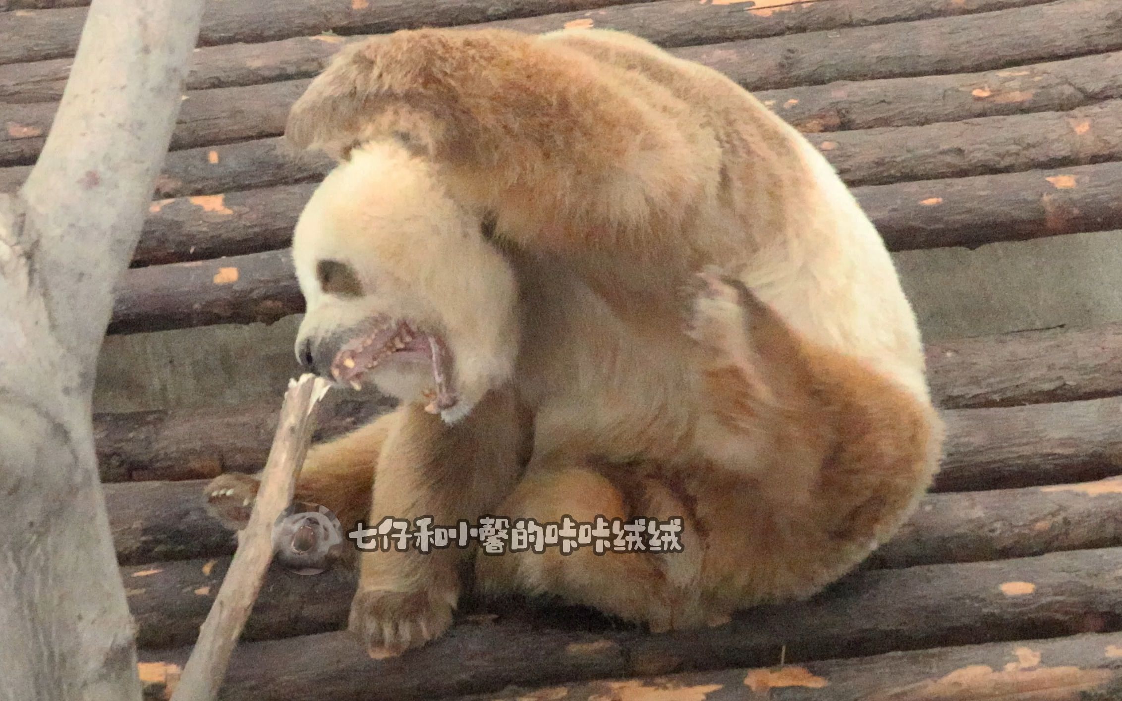 【大熊猫七仔】每天一份提神醒脑的仔(打哈欠卖萌,靠着栖架发呆,抵着