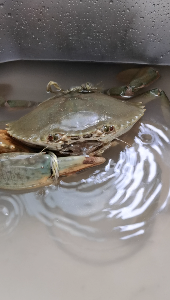 有无懂哥知道这猷蠓在干啥