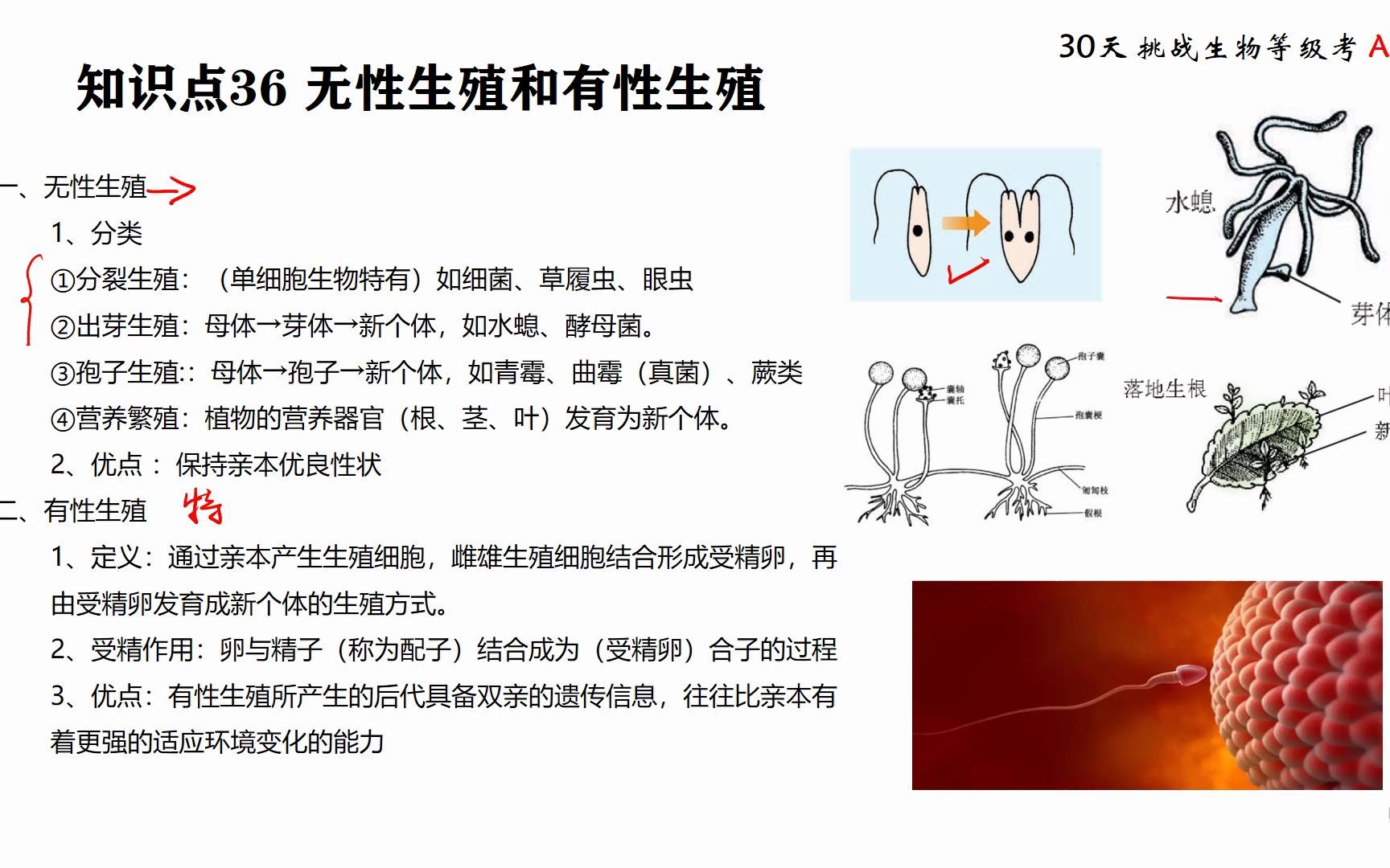 等级考 知识点 36 无性生殖和有性生殖哔哩哔哩bilibili