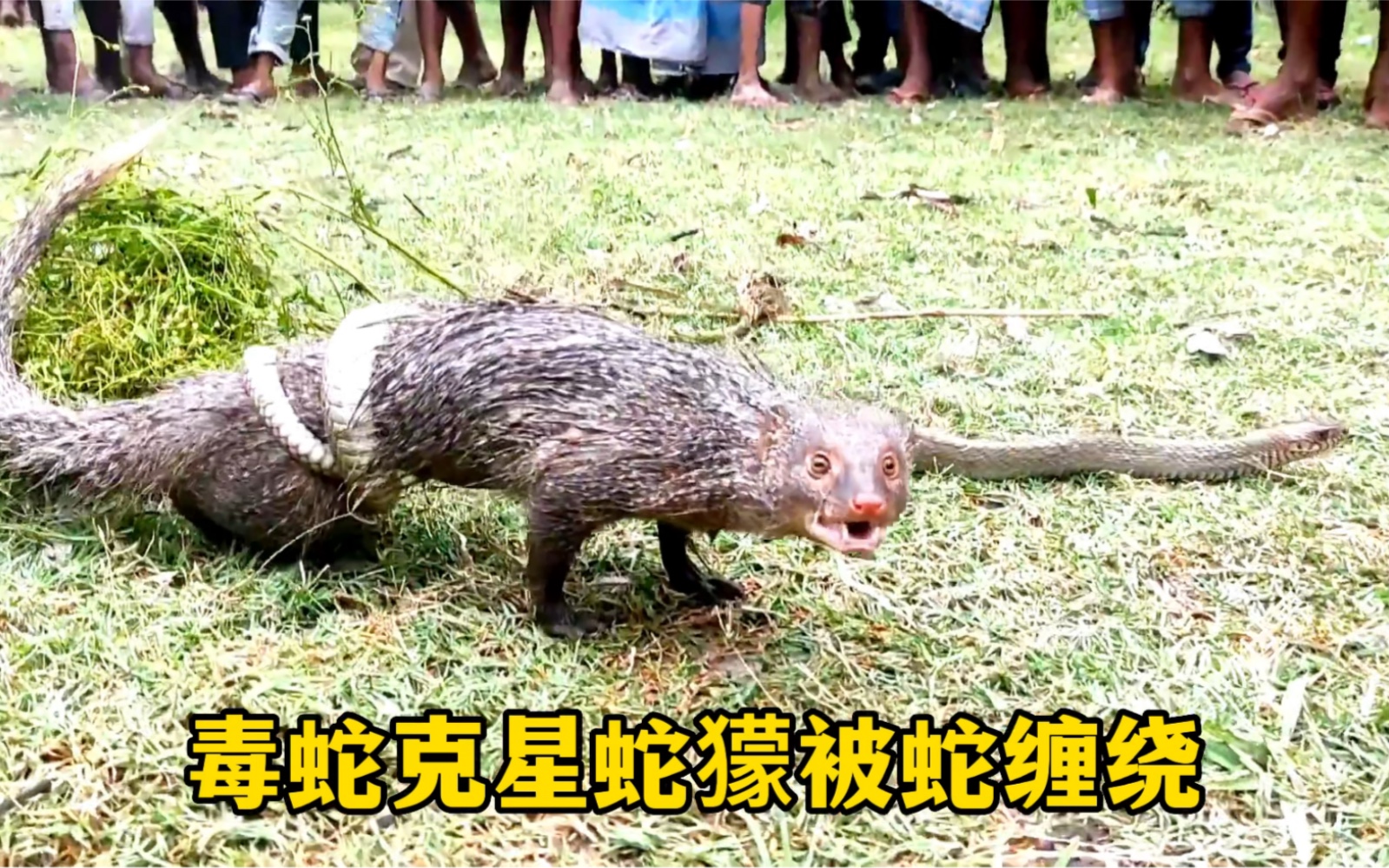 毒蛇克星蛇獴,竟被蛇缠绕动弹不得!常在河边走,哪有不湿鞋!