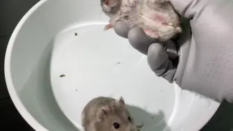 Скачать видео: 阎王殿转一圈的仓鼠🐹