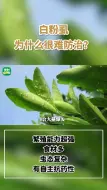 Download Video: 白粉虱为什么很难防治？来源：央视三农