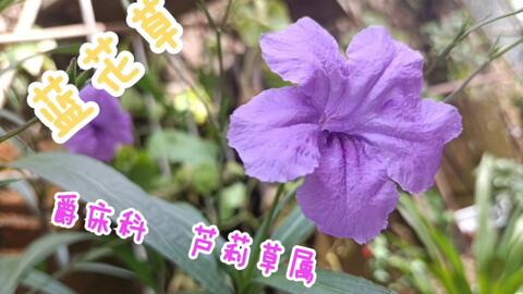 蓝花草 爵床科 芦莉草属 哔哩哔哩