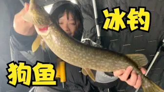 琵琶湖岸钓 巨大鱼 哔哩哔哩 Bilibili 琵琶湖岸钓 巨大鱼 哔哩哔哩 Bilibili