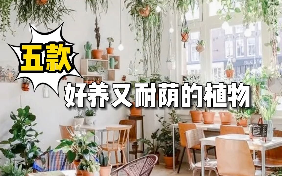 【室内植物】5款室内高颜值绿植推荐,好看更好养!哔哩哔哩bilibili