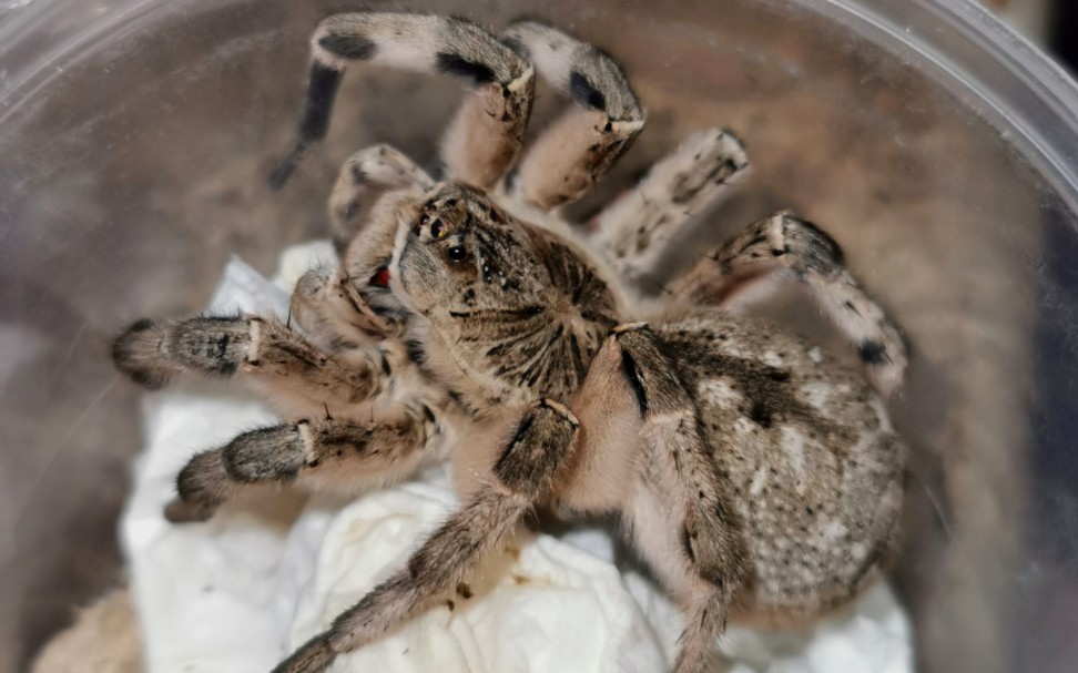几只新疆产穴居狼蛛的捕食小合集